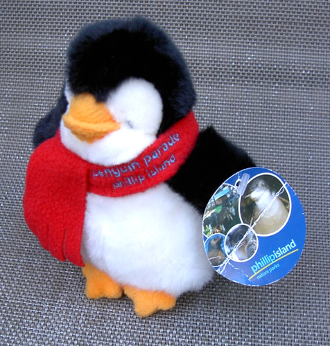 Phillip island baby - phillip, penguin